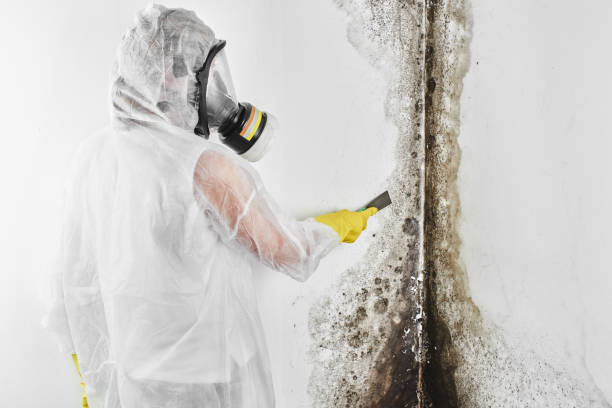 Best Mold Remediation for Healthcare Facilities  in Lowell, OR